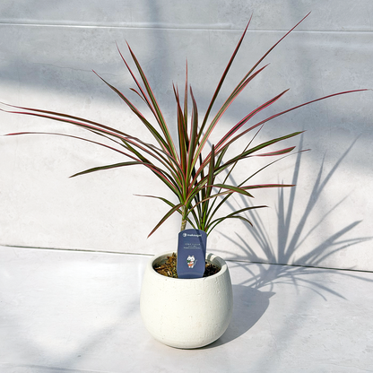 【一点もの販売】ドラセナ コンシンネ レインボー 4号 陶器鉢カバー 白