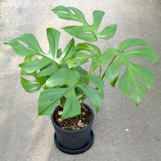 【一点もの販売】【ねこチップ】ヒメモンステラ 4号 BLACK PLASTIC POT 受け皿付き ねこチップ栽培 B