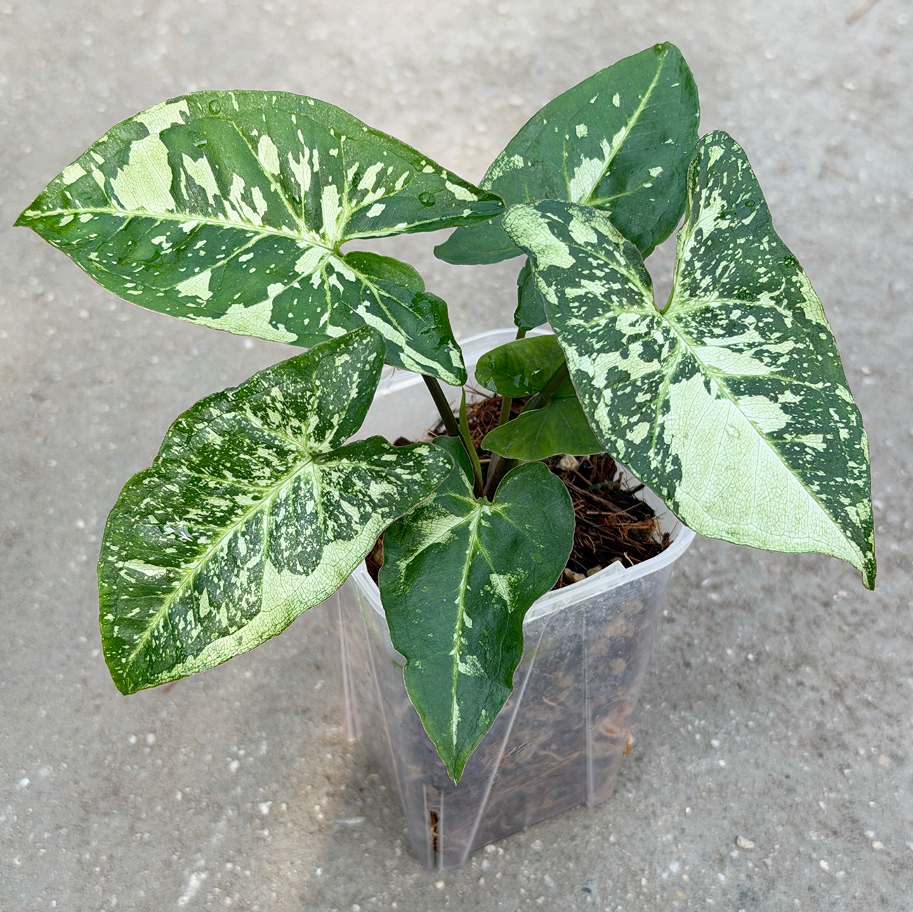 【一点もの販売】【ねこチップ】シンゴニウム パンダ 透明鉢 ネガミエル ねこチップ 3号 プラ鉢 希少