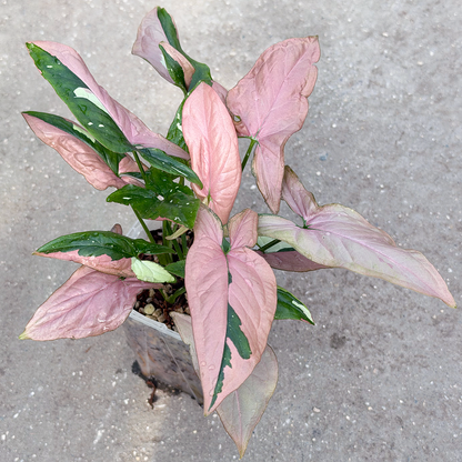 【一点もの販売】【ねこチップ】シンゴニウム レッドスポットトリカラー 透明鉢 ネガミエル ねこチップ 3号 プラ鉢 希少 ピンク多め