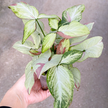 【一点もの販売】【ねこチップ】シンゴニウム ピンクサーモン 透明鉢 ネガミエル ねこチップ 3号 プラ鉢 希少 レア