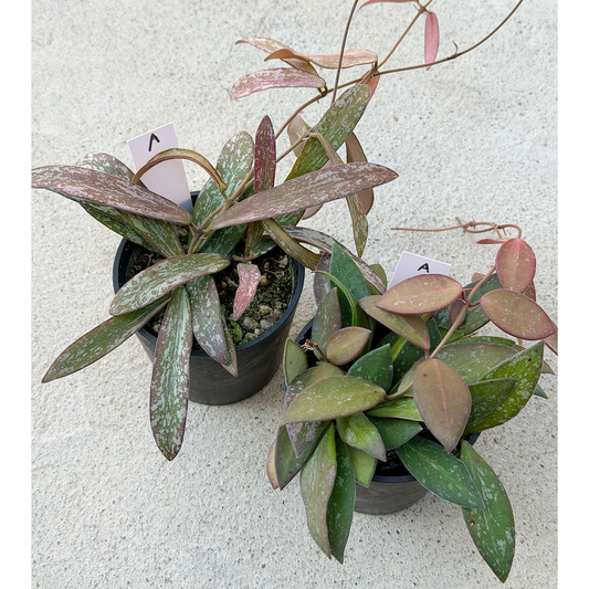 【一点もの販売】紅葉 ホヤ 2点セット nap16 シギラティス A