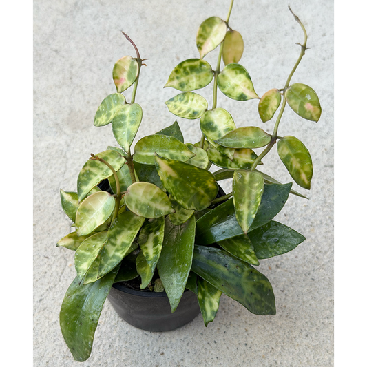 【一点もの販売】ホヤ ラクノーサ アマリーロ Hoya lacunosa 'Amarillo'  希少 レア