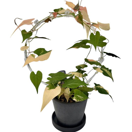 【一点もの販売】ファロピア マルチフローラ 斑入り Fallopia multiflora variegated BLACK PLASTIC POT 4号 アクリル支柱 プラ鉢 受け皿付き