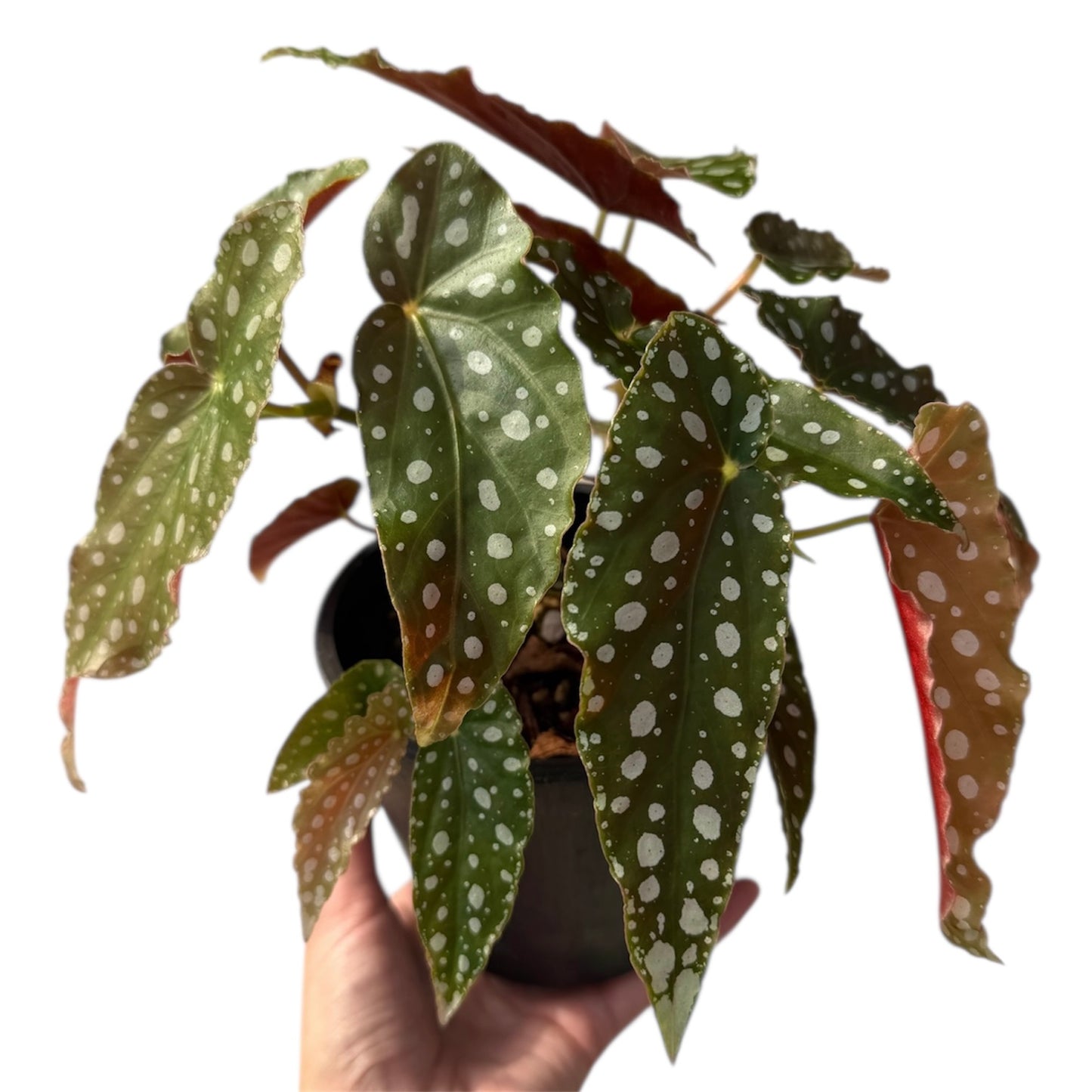 【一点もの販売】【ねこチップ】ベゴニア マクラータ BLACK PLASTIC POT 4号 黒 プラ鉢 受け皿付き