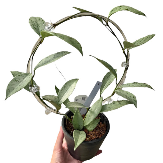 【一点もの販売】【ねこチップ】ホヤ プビカリクス シルバーゴースト Hoya Pubicalyx silver ghost 希少 レア BLACK PLASTIC POT 4号 ねこチップ クリア トレリス 支柱 1