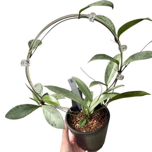 【一点もの販売】【ねこチップ】ホヤ プビカリクス シルバーゴースト Hoya Pubicalyx silver ghost 希少 レア BLACK PLASTIC POT 4号 ねこチップ クリア トレリス 支柱 2