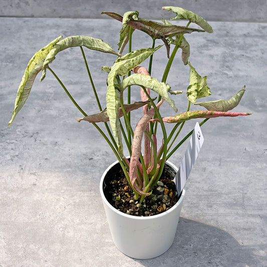 【現品販売】シンゴニウム ピンクローリー Syngonium Pink Rolli 希少 レア 直径8cm鉢 3