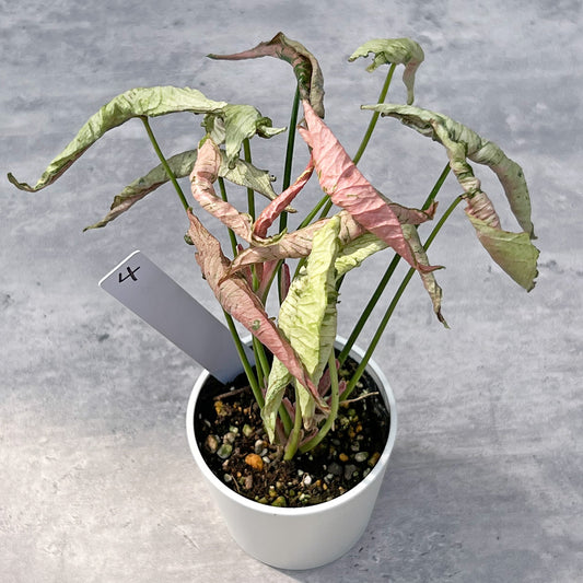 【現品販売】シンゴニウム ピンクローリー Syngonium Pink Rolli 希少 レア 直径8cm鉢 4