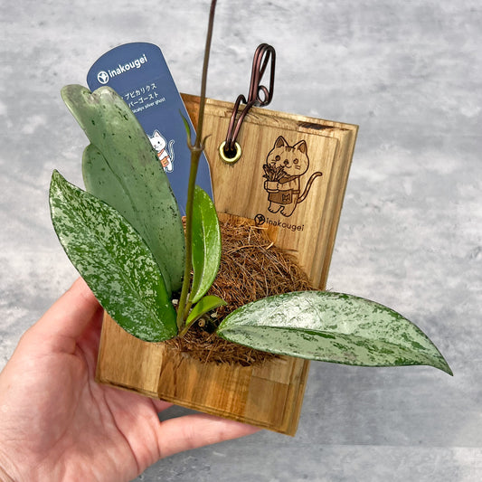 【現品販売】ホヤ プビカリクス シルバーゴースト Hoya Pubicalyx silver ghost 希少 レア 板付け ねこのふわふわEX ねこの着生板 inakougei 限定ロゴ