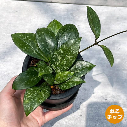 【現品販売】ホヤ クラシペティオラータ スプラッシュ 3号 プラスチック鉢 BLACK PLASTIC POT ねこチップ