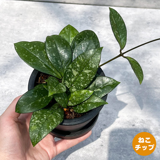 【現品販売】ホヤ クラシペティオラータ スプラッシュ 3号 プラスチック鉢 BLACK PLASTIC POT ねこチップ