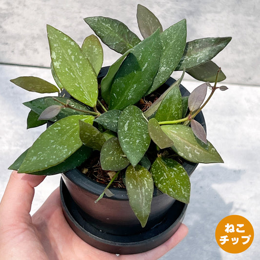 【現品販売】ホヤ Hoya Memoria×Rosita (NAP-16) 3号 プラスチック鉢 BLACK PLASTIC POT ねこチップ A