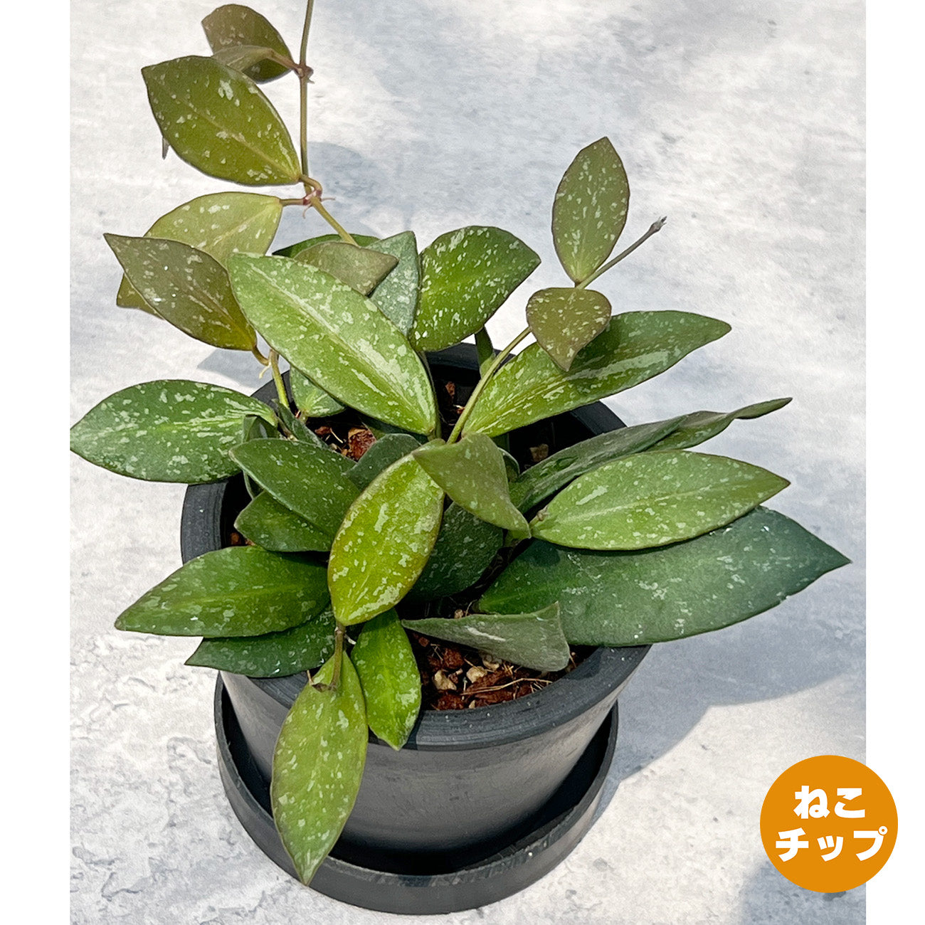【現品販売】ホヤ Hoya Memoria×Rosita (NAP-16) 3号 プラスチック鉢 BLACK PLASTIC POT ねこチップ B