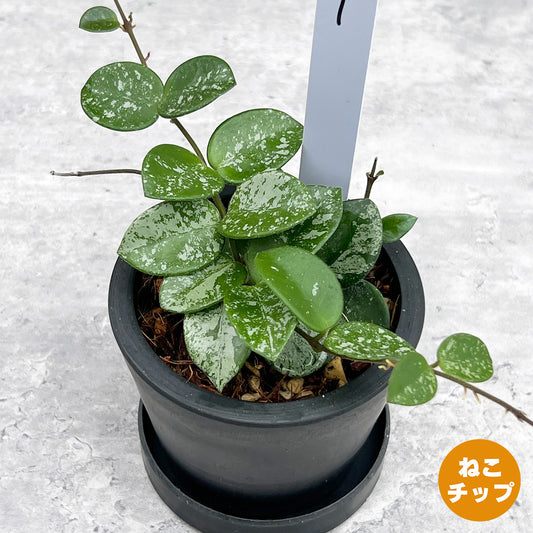 【現品販売】ホヤ マチルダ スーパースプラッシュ Hoya Mathilde super splash 3号 BLACK PLASTIC POT 黒 プラ鉢 受け皿付き ねこチップ 1