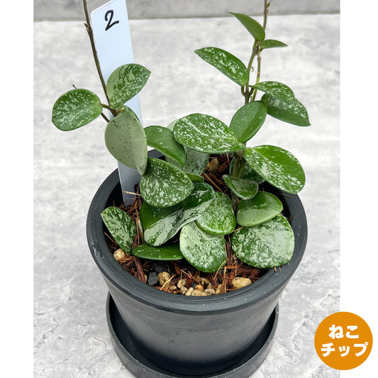 【現品販売】ホヤ マチルダ スーパースプラッシュ Hoya Mathilde super splash 3号 BLACK PLASTIC POT 黒 プラ鉢 受け皿付き ねこチップ 2