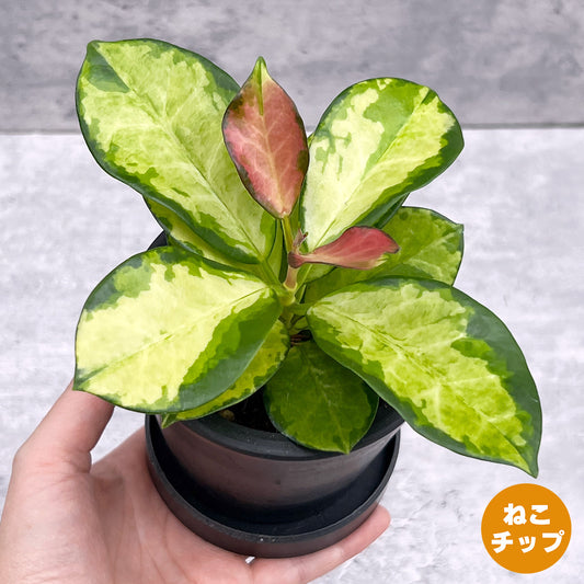 【現品販売】ホヤ オーストラリスリサ 3号 BLACK PLASTIC POT 黒 プラ鉢 受け皿付き ねこチップ