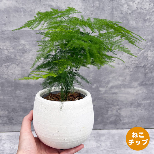 【現品販売】アスパラガス プルモーサス ナナス 4号 陶器鉢カバー(インナーポット3号）ねこチップ
