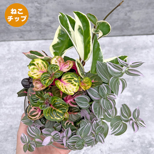 【現品販売】寄せ植え 4号 ガラス鉢 クリア 透明  ねこチップ