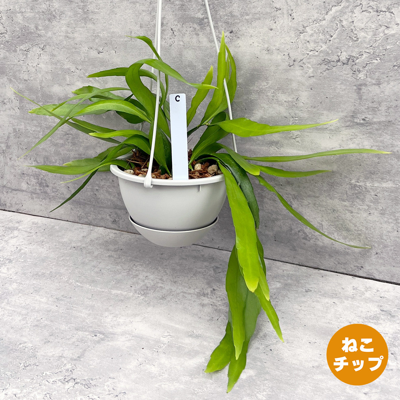 【現品販売】エピフィラム・プミラム（ 姫月下美人）5号吊りポット ブラック（直径約15cm）ねこチップ C