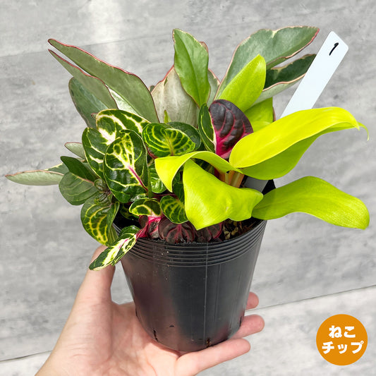 【現品販売】観葉植物 寄せ植え 3.5号 ポリポット 【お好きな鉢や鉢カバーに入れてお楽しみください】ねこチップ 1