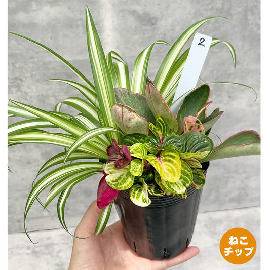 【現品販売】観葉植物 寄せ植え 3.5号 ポリポット 【お好きな鉢や鉢カバーに入れてお楽しみください】ねこチップ 2