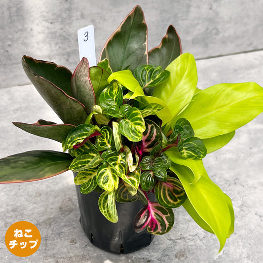 【現品販売】観葉植物 寄せ植え 3.5号 ポリポット 【お好きな鉢や鉢カバーに入れてお楽しみください】ねこチップ 3