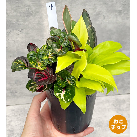 【現品販売】観葉植物 寄せ植え 3.5号 ポリポット 【お好きな鉢や鉢カバーに入れてお楽しみください】ねこチップ 4