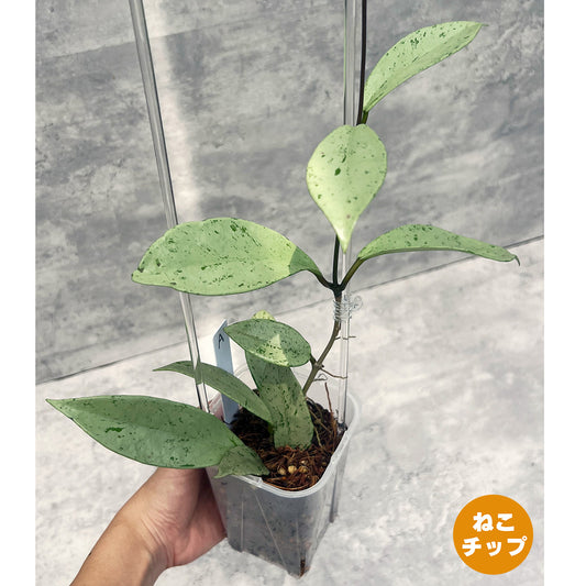 【現品販売】ホヤ プビカリクス シルバーゴースト 透明 コーデ クリア トレリス ネガミエル 3.5号 Hoya Pubicalyx silver ghost 希少 レア ねこチップ A