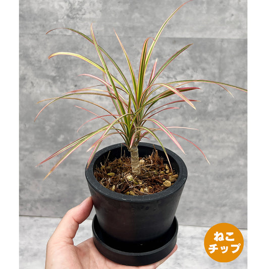 【現品販売】ドラセナ コンシンネ レインボー  3号 プラスチック鉢 黒 受け皿付き BLACK PLASTIC POT ねこチップ 1