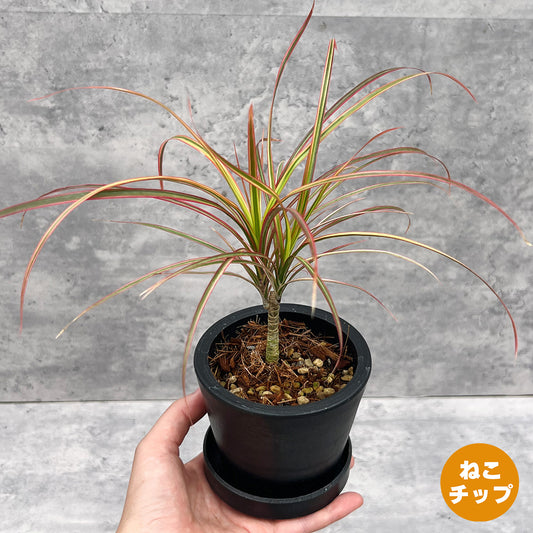 【現品販売】ドラセナ コンシンネ レインボー  3号 プラスチック鉢 黒 受け皿付き BLACK PLASTIC POT ねこチップ 3