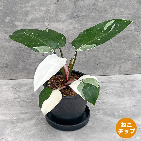 【現品販売】フィロデンドロン ホワイトプリンセス BLACK PLASTIC POT 4号 黒 プラ鉢 ねこチップ