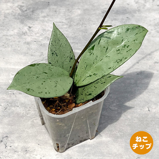 【現品販売】ホヤ プビカリクス シルバーゴースト Hoya Pubicalyx silver ghost 希少 レア ねこチップ