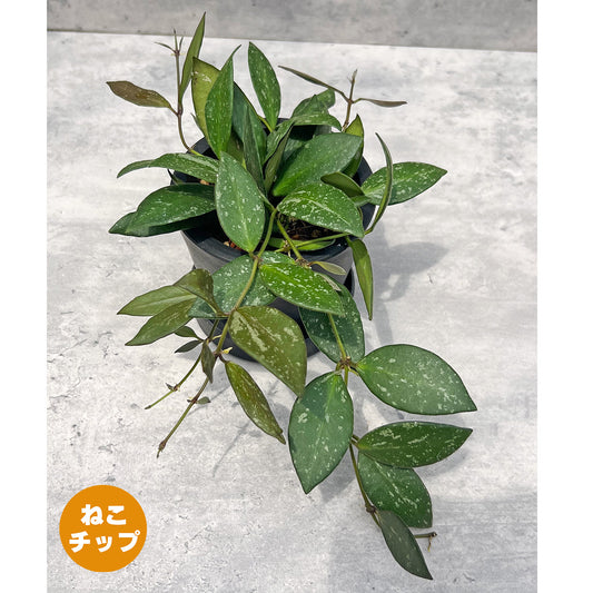 【現品販売】ホヤ Hoya Memoria×Rosita (NAP-16) 3号 プラスチック鉢 BLACK PLASTIC POT ねこチップ