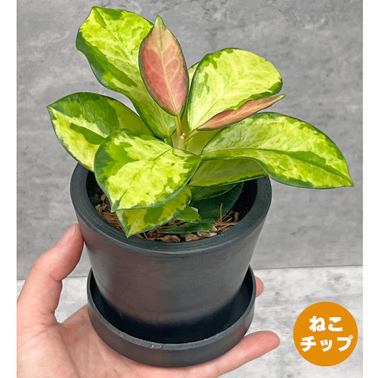 【現品販売】ホヤ オーストラリスリサ 3号 BLACK PLASTIC POT 黒 プラ鉢 受け皿付き ねこチップ