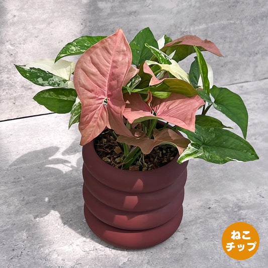 【現品販売】シンゴニウム ネオン×フレンチマーブル MIX POT ねこチップ 4号 陶器鉢 おしゃれ 受け皿付き