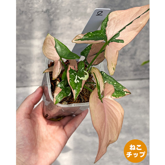 【現品販売】シンゴニウム レッドスポットトリカラー 透明鉢 ネガミエル ねこチップ 3号 プラ鉢 希少 2