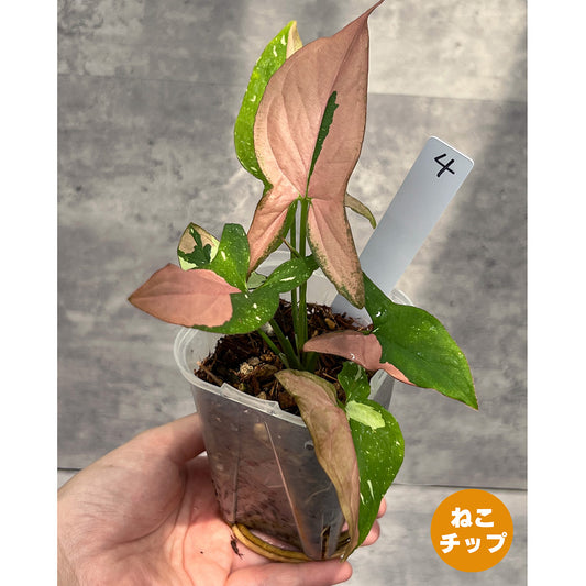 【現品販売】シンゴニウム レッドスポットトリカラー 透明鉢 ネガミエル ねこチップ 3号 プラ鉢 希少 4