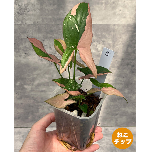 【現品販売】シンゴニウム レッドスポットトリカラー 透明鉢 ネガミエル ねこチップ 3号 プラ鉢 希少 5