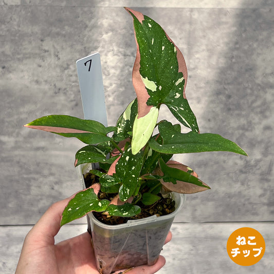 【現品販売】シンゴニウム レッドスポットトリカラー 透明鉢 ネガミエル ねこチップ 3号 プラ鉢 希少 7