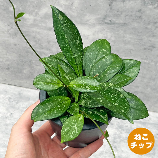 【現品販売】ホヤ クラシペティオラータ スプラッシュ 3号 プラスチック鉢 BLACK PLASTIC POT ねこチップ