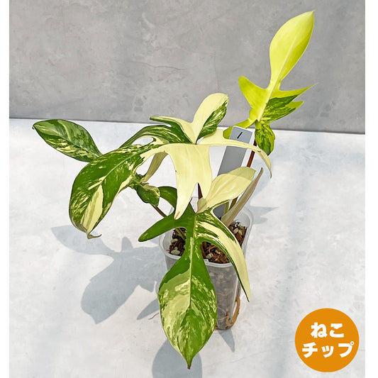 【現品販売】フィロデンドロン フロリダビューティー ねこチップ ネガミエル 3号 1