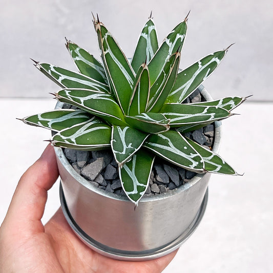 【現品販売】アガベ 笹雪 3号 SOIL POT アルミ 受け皿