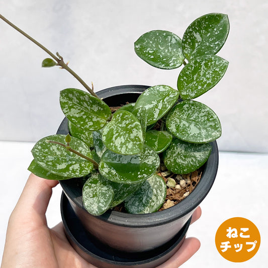 【現品販売】ホヤ マチルダ スーパースプラッシュ Hoya Mathilde super splash 3号 BLACK PLASTIC POT 黒 プラ鉢 受け皿付き ねこチップ