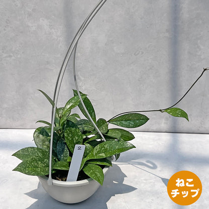 【現品販売】ホヤ クラシペティオラータ スプラッシュ 5号 吊り鉢 プラスチック鉢 ねこチップ 2