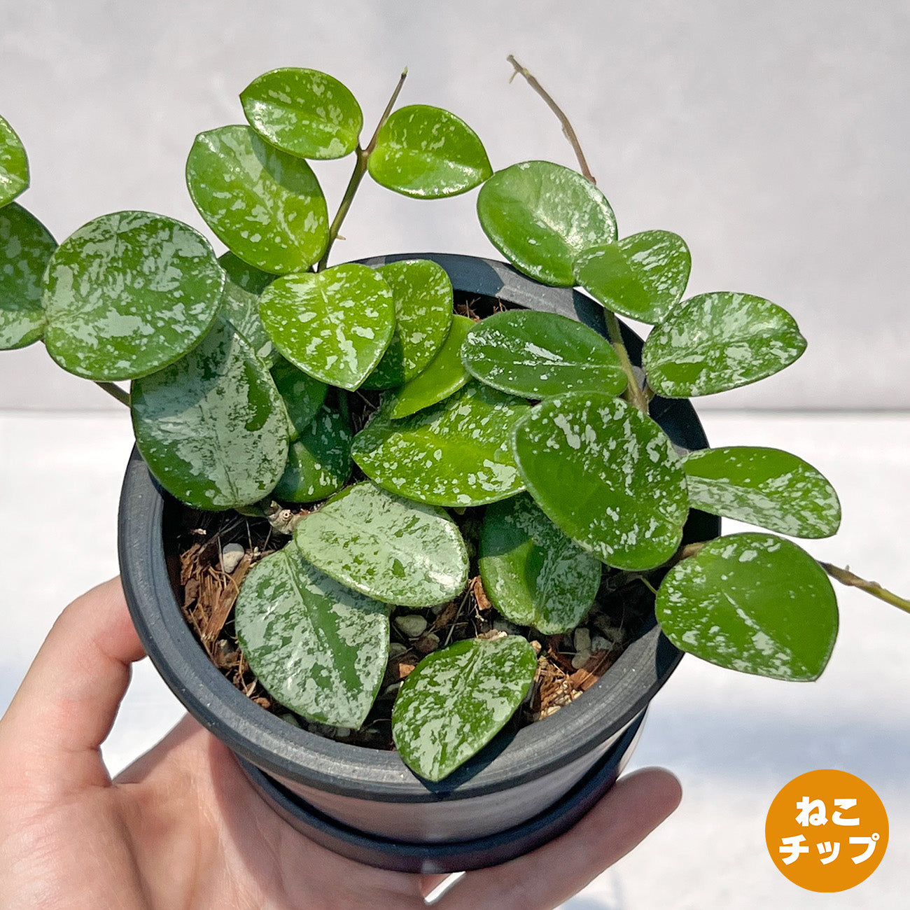 【現品販売】ホヤ マチルダ スーパースプラッシュ Hoya Mathilde super splash 3号 BLACK PLASTIC POT 黒 プラ鉢 受け皿付き ねこチップ 1