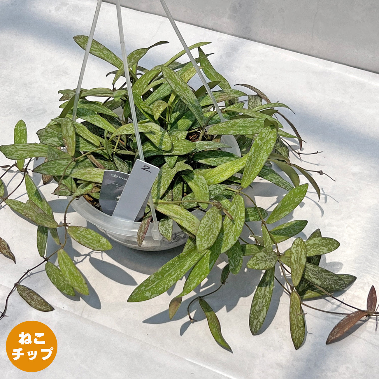 【現品販売】Hoya sigillantis ホヤ シギラティス ネガミエルAIR 5号 透明吊り鉢 ねこチップ 2