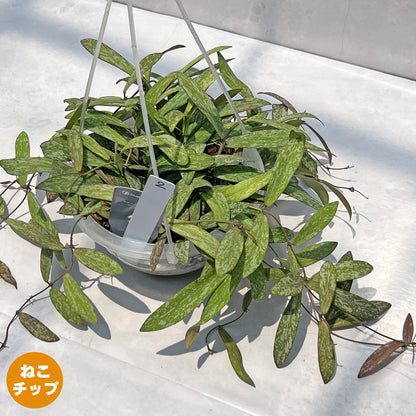 【現品販売】Hoya sigillantis ホヤ シギラティス ネガミエルAIR 5号 透明吊り鉢 ねこチップ 2