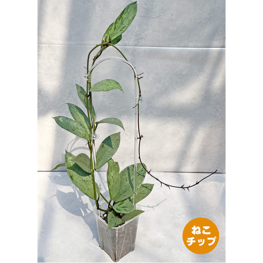 【現品販売】ホヤ プビカリクス シルバーゴースト 透明 コーデ クリア トレリス ネガミエル 3.5号 Hoya Pubicalyx silver ghost 希少 レア ねこチップ