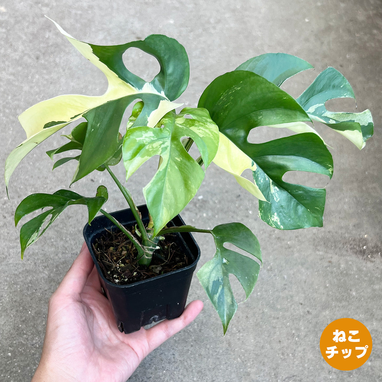 現品植物 – inakougei